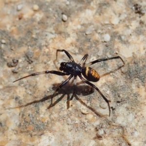 Steatoda sp. (genus) at Tharwa, ACT - 18 Oct 2021