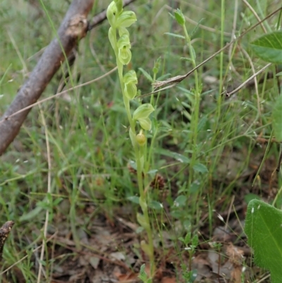 Hymenochilus muticus (Midget Greenhood) at Namadgi National Park - 18 Oct 2021 by CathB