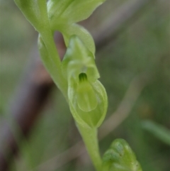 Hymenochilus muticus at Tennent, ACT - 18 Oct 2021