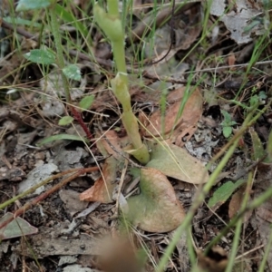 Hymenochilus muticus at Tennent, ACT - 18 Oct 2021