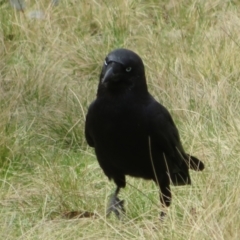 Corvus mellori (Little Raven) at Mount Clear, ACT - 18 Oct 2021 by Christine