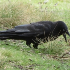 Corvus mellori at Mount Clear, ACT - 18 Oct 2021