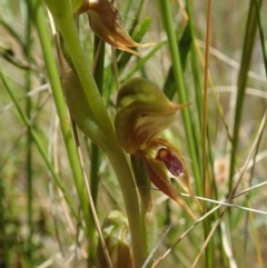 Oligochaetochilus aciculiformis (Needle-point rustyhood) at Tennent, ACT - 18 Oct 2021 by CathB