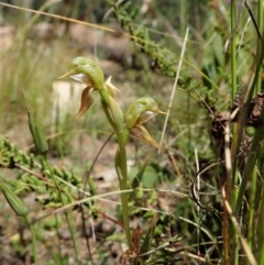 Oligochaetochilus aciculiformis at Tennent, ACT - 18 Oct 2021