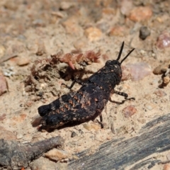 Acrididae sp. (family) (Unidentified Grasshopper) at Namadgi National Park - 18 Oct 2021 by CathB