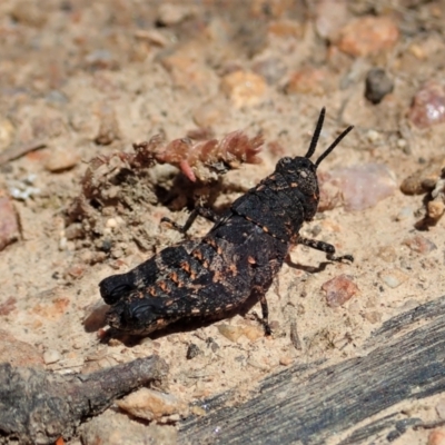 Acrididae sp. (family) (Unidentified Grasshopper) at Namadgi National Park - 18 Oct 2021 by CathB