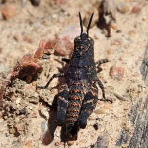 Acrididae sp. (family) at Tennent, ACT - 18 Oct 2021 11:53 AM