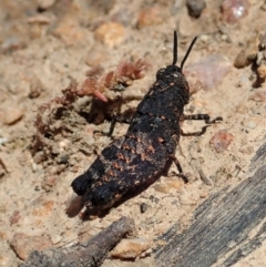 Acrididae sp. (family) at Tennent, ACT - 18 Oct 2021 11:53 AM