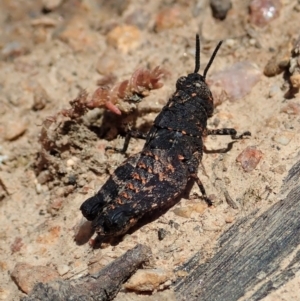 Acrididae sp. (family) at Tennent, ACT - 18 Oct 2021 11:53 AM