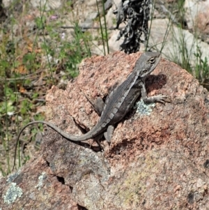 Diporiphora nobbi at Tennent, ACT - 18 Oct 2021