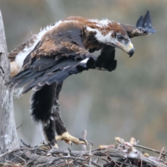 Aquila audax (Wedge-tailed Eagle) at Ainslie, ACT - 19 Oct 2021 by jbromilow50