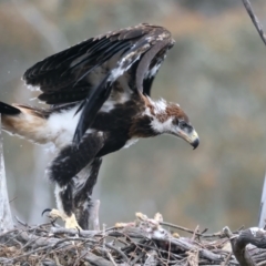 Aquila audax at Ainslie, ACT - suppressed