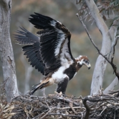 Aquila audax at Ainslie, ACT - 19 Oct 2021