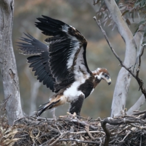 Aquila audax at Ainslie, ACT - suppressed