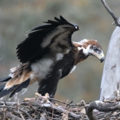 Aquila audax at Ainslie, ACT - suppressed