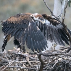 Aquila audax at Ainslie, ACT - 19 Oct 2021