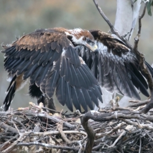 Aquila audax at Ainslie, ACT - suppressed