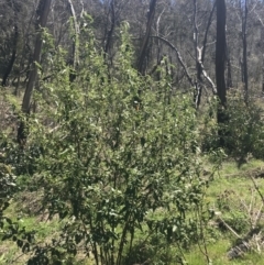 Gynatrix pulchella at Mount Clear, ACT - 17 Oct 2021