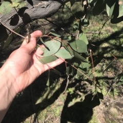 Eucalyptus stellulata (Black Sally) at Mount Clear, ACT - 17 Oct 2021 by Tapirlord