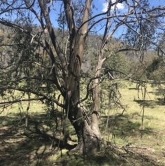 Eucalyptus stellulata at Mount Clear, ACT - 17 Oct 2021