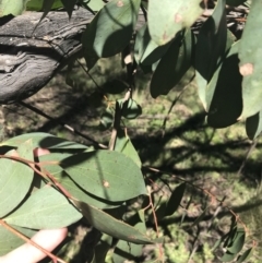 Eucalyptus stellulata at Mount Clear, ACT - 17 Oct 2021