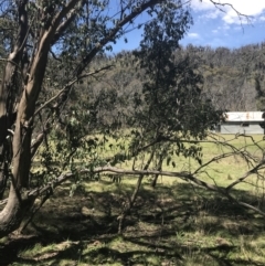 Eucalyptus stellulata at Mount Clear, ACT - 17 Oct 2021