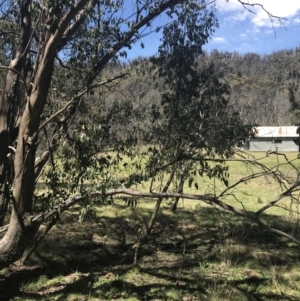 Eucalyptus stellulata at Mount Clear, ACT - 17 Oct 2021