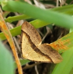 Anachloris subochraria (Golden Grass Carpet (Ennominae)) at Denman Prospect, ACT - 21 Oct 2021 by trevorpreston