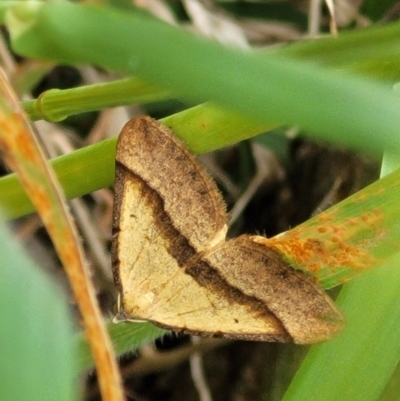 Anachloris subochraria (Golden Grass Carpet (Ennominae)) at Denman Prospect, ACT - 21 Oct 2021 by trevorpreston