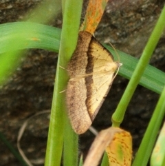 Anachloris subochraria at Denman Prospect, ACT - 21 Oct 2021 11:42 AM