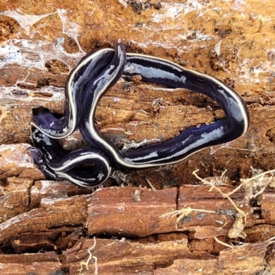 Caenoplana coerulea (Blue Planarian, Blue Garden Flatworm) at Molonglo Valley, ACT - 21 Oct 2021 by tpreston
