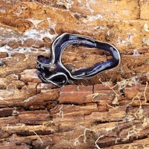 Caenoplana coerulea at Molonglo Valley, ACT - 21 Oct 2021 11:50 AM