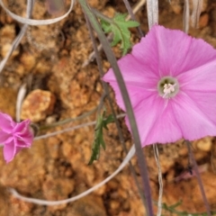 Convolvulus angustissimus subsp. angustissimus (Australian Bindweed) at Molonglo River Reserve - 21 Oct 2021 by tpreston