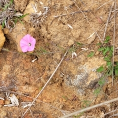 Convolvulus angustissimus subsp. angustissimus at Molonglo Valley, ACT - 21 Oct 2021