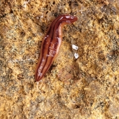 Anzoplana trilineata (A Flatworm) at Molonglo Valley, ACT - 21 Oct 2021 by tpreston