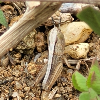 Praxibulus sp. (genus) (A grasshopper) at Molonglo River Reserve - 21 Oct 2021 by trevorpreston