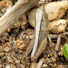Praxibulus sp. (genus) at Molonglo Valley, ACT - 21 Oct 2021