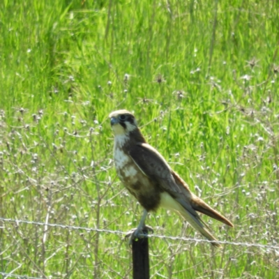 Falco berigora (Brown Falcon) at Murrumbateman, NSW - 17 Oct 2021 by MatthewFrawley