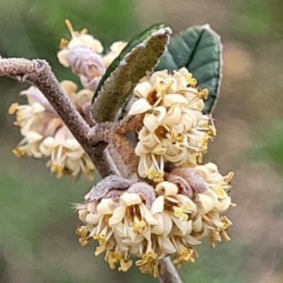 Pomaderris betulina subsp. betulina (Birch Pomaderris) at Molonglo Valley, ACT - 21 Oct 2021 by trevorpreston