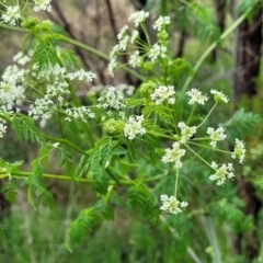 Conium maculatum (Hemlock) at Molonglo Valley, ACT - 21 Oct 2021 by trevorpreston