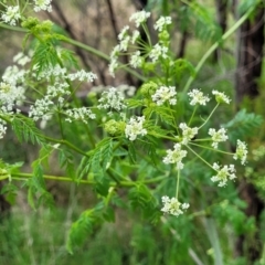 Conium maculatum (Hemlock) at Molonglo Valley, ACT - 21 Oct 2021 by tpreston