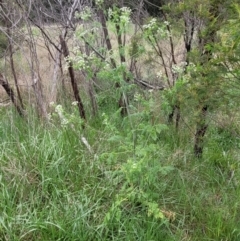 Conium maculatum at Molonglo Valley, ACT - 21 Oct 2021