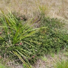 Grevillea lanigera at Denman Prospect, ACT - 21 Oct 2021 12:13 PM