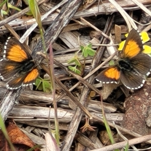 Lucia limbaria at Denman Prospect, ACT - 21 Oct 2021 12:16 PM