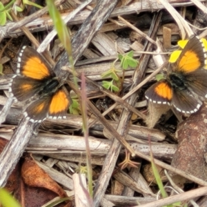 Lucia limbaria at Denman Prospect, ACT - 21 Oct 2021 12:16 PM