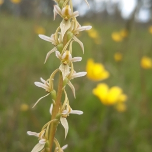 Paraprasophyllum petilum at suppressed - suppressed