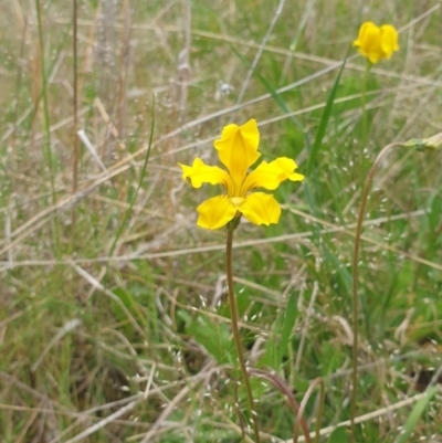 Goodenia pinnatifida (Scrambled Eggs) at Watson, ACT - 21 Oct 2021 by HannahWindley