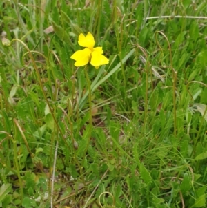 Goodenia pinnatifida at Watson, ACT - 21 Oct 2021