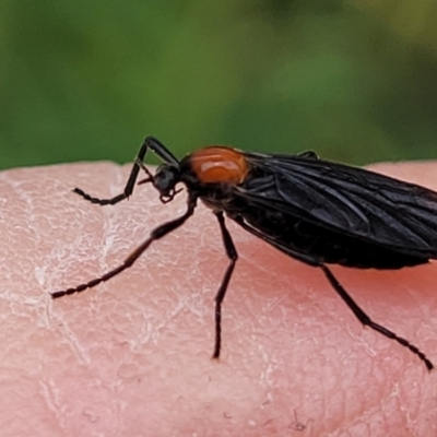 Bibio superfluus (Garden maggot) at Molonglo River Reserve - 21 Oct 2021 by tpreston