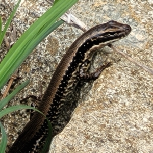 Eulamprus heatwolei at Denman Prospect, ACT - 21 Oct 2021